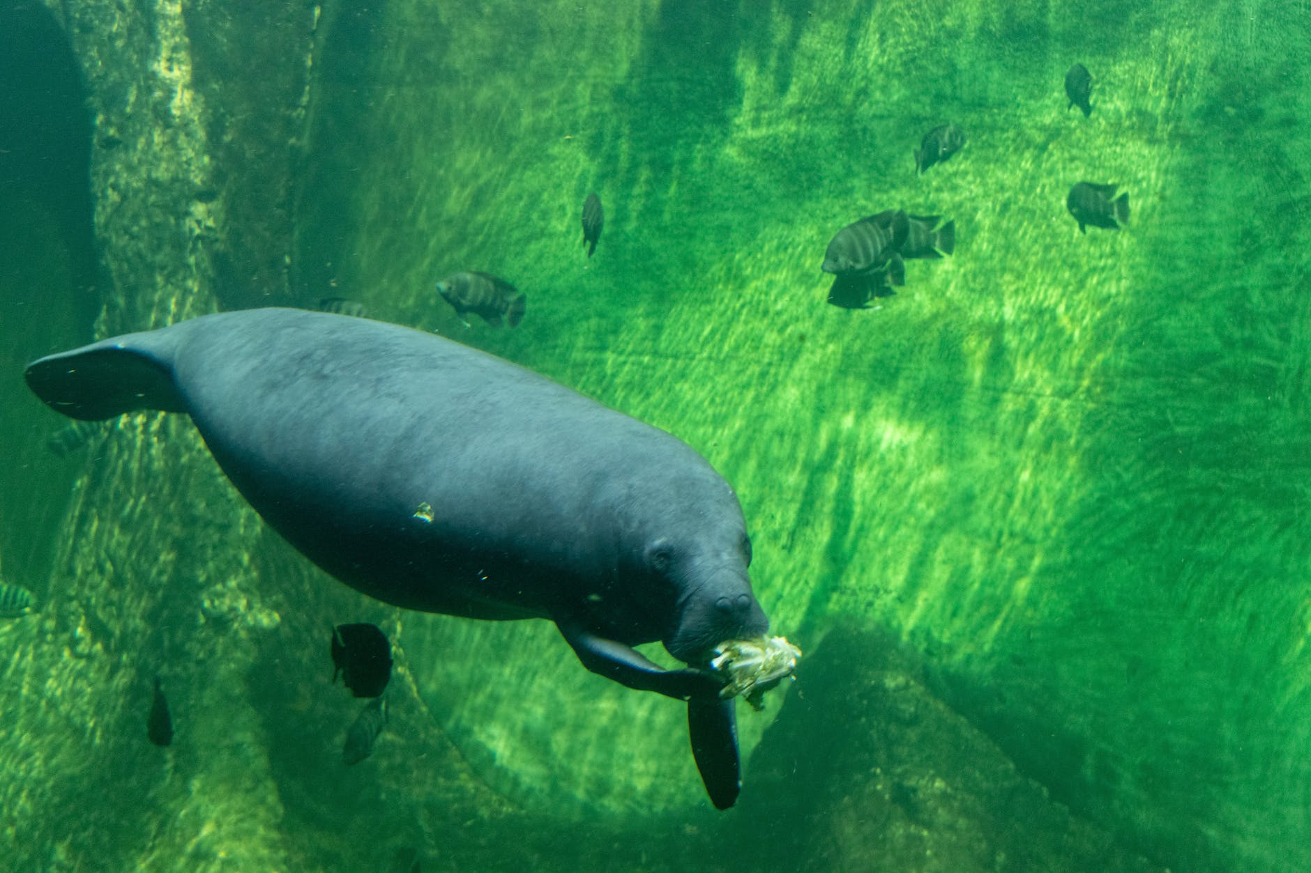 Manatees Face Threat of Starvation